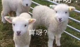 小羊新外观爆料视频,视频爆料带你领略全新风采